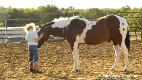 HorseID: 2319219 Sheldon - PhotoID: 1106488