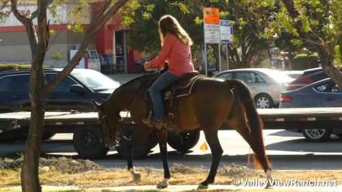 HorseID: 2319221 Stella - PhotoID: 1106491