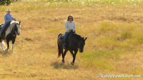 HorseID: 2319221 Stella - PhotoID: 1106492