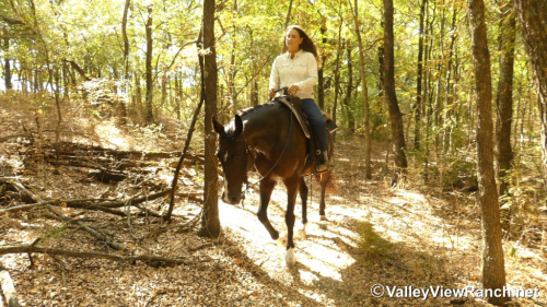HorseID: 2319221 Stella - PhotoID: 1106493