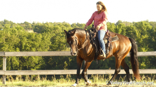 HorseID: 2319221 Stella - PhotoID: 1106494