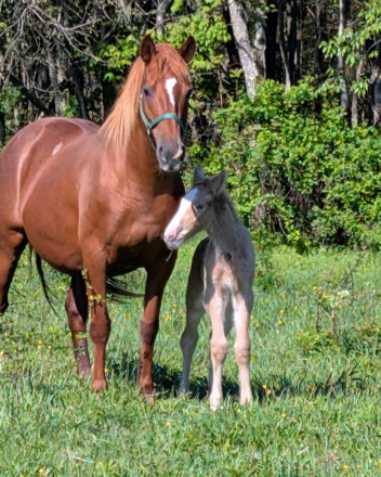 HorseID: 2319244 Golden tempo - PhotoID: 1106508