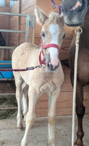 HorseID: 2319244 Golden tempo - PhotoID: 1106509