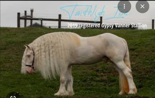HorseID: 2319244 Golden tempo - PhotoID: 1106510