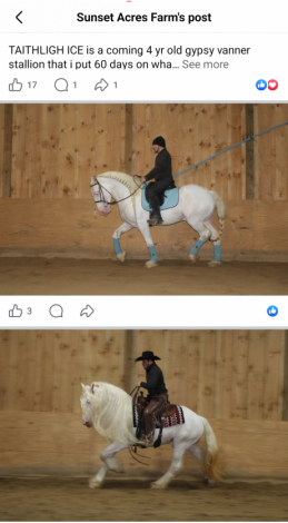 HorseID: 2319244 Golden tempo - PhotoID: 1106511