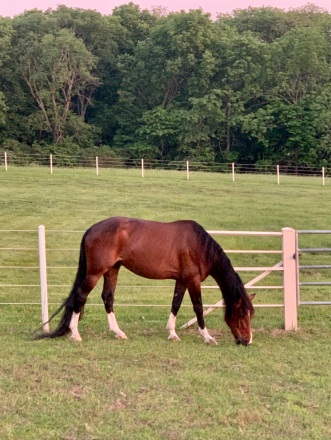 HorseID: 2319256 Nashville - PhotoID: 1106513