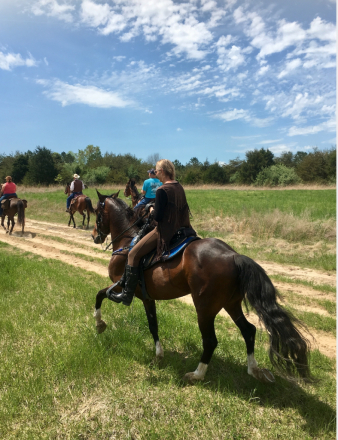 HorseID: 2319256 Nashville - PhotoID: 1106514