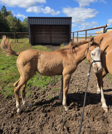 HorseID: 2319276 HHR Pablo - PhotoID: 1106520