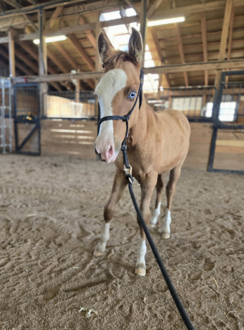 HorseID: 2319276 HHR Pablo - PhotoID: 1106521