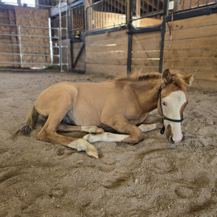 HorseID: 2319276 HHR Pablo - PhotoID: 1106522