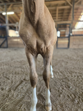HorseID: 2319276 HHR Pablo - PhotoID: 1106523