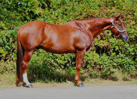 HorseID: 2319280 Colonel - PhotoID: 1106525