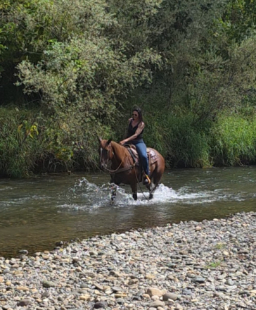 HorseID: 2319280 Colonel - PhotoID: 1106526