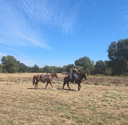 HorseID: 2319280 Colonel - PhotoID: 1106527