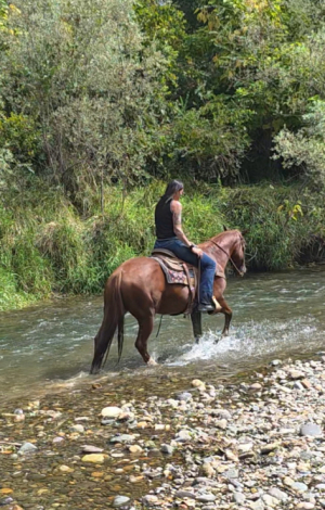 HorseID: 2319280 Colonel - PhotoID: 1106528