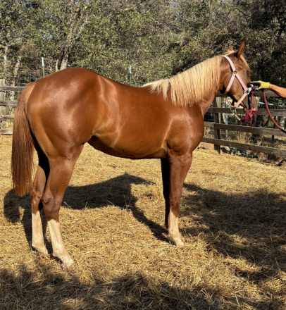 HorseID: 2319281 SHEZ ON FYRE - PhotoID: 1106533