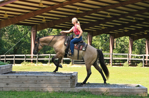 HorseID: 2319285 MG DAS QUINCYSBADGER - PhotoID: 1106547