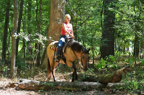 HorseID: 2319285 MG DAS QUINCYSBADGER - PhotoID: 1106548