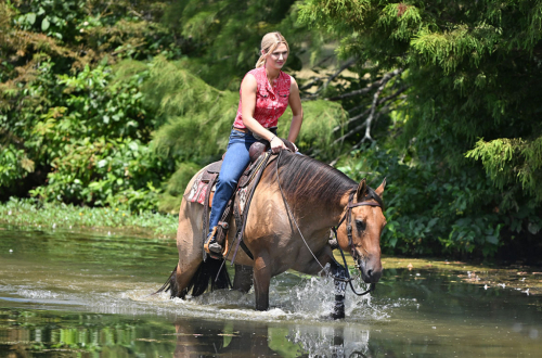 HorseID: 2319285 MG DAS QUINCYSBADGER - PhotoID: 1106549