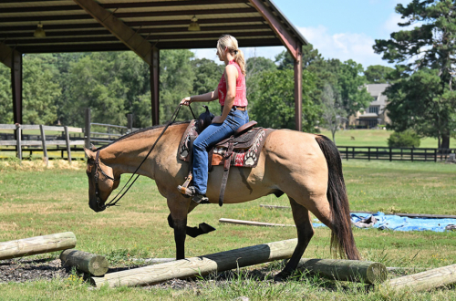 HorseID: 2319285 MG DAS QUINCYSBADGER - PhotoID: 1106550