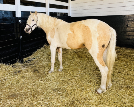 HorseID: 2319290 All That Silver - PhotoID: 1106552