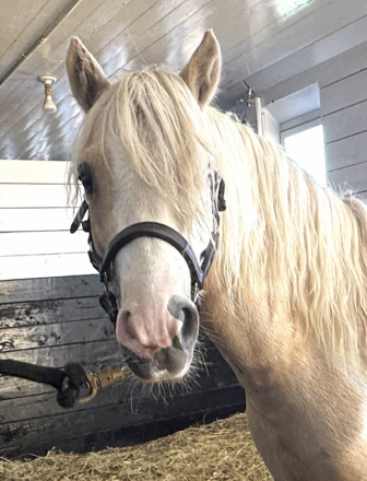HorseID: 2319290 All That Silver - PhotoID: 1106939