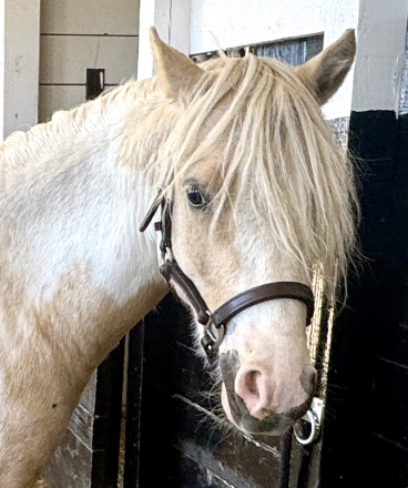 HorseID: 2319290 All That Silver - PhotoID: 1106940