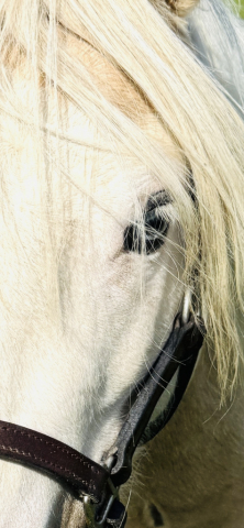 HorseID: 2319290 All That Silver - PhotoID: 1106941
