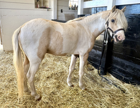 HorseID: 2319290 All That Silver - PhotoID: 1106942