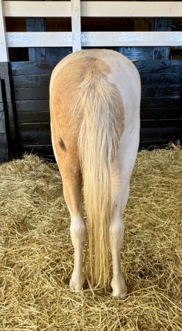 HorseID: 2319290 All That Silver - PhotoID: 1106944
