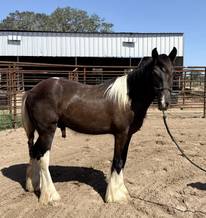 HorseID: 2319294 Lightning Strykes Twyce - PhotoID: 1106529