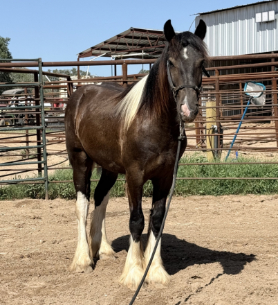 HorseID: 2319294 Lightning Strykes Twyce - PhotoID: 1106530