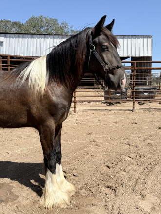 HorseID: 2319294 Lightning Strykes Twyce - PhotoID: 1106531