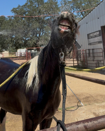 HorseID: 2319294 Lightning Strykes Twyce - PhotoID: 1106532