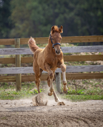 Warmblood