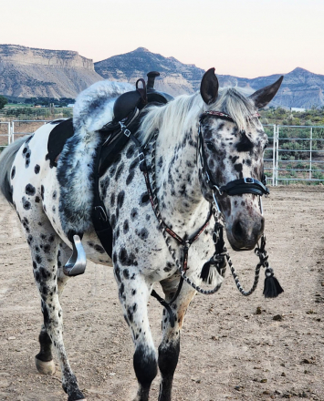 HorseID: 2319310 Waylon - PhotoID: 1106583