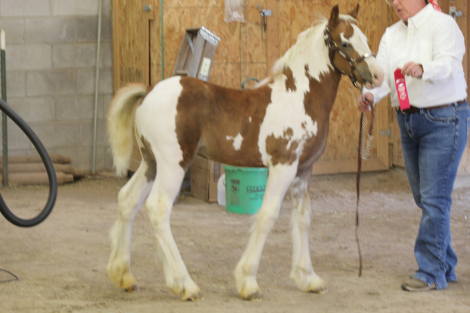 HorseID: 2319336 Rosies Red Sky Dawn - PhotoID: 1106599