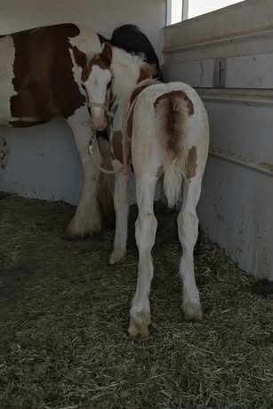 HorseID: 2319336 Rosies Red Sky Dawn - PhotoID: 1106600