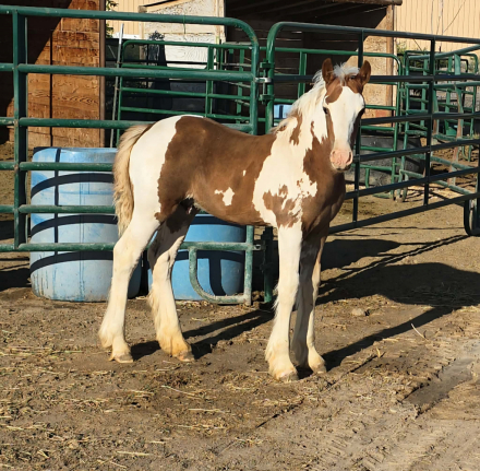 HorseID: 2319336 Rosies Red Sky Dawn - PhotoID: 1106601