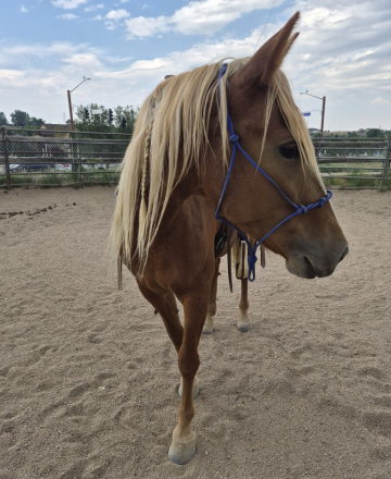HorseID: 2319344 Maggie - PhotoID: 1106609