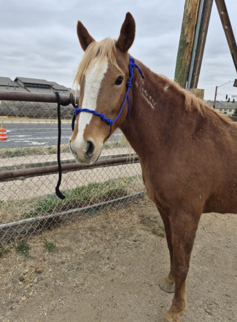 HorseID: 2319344 Maggie - PhotoID: 1106612