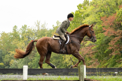 Oliver (Warmblood, Gelding) in Augusta, WV