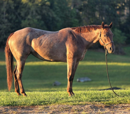 Misshollywoodhotshot (Quarter Horse, Mare) in Augusta, MI