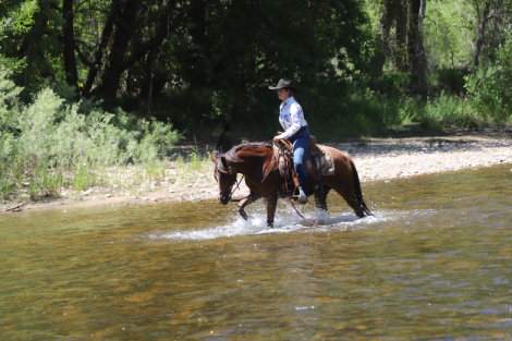 HorseID: 2319360 Lenas High On Pepto - PhotoID: 1106637