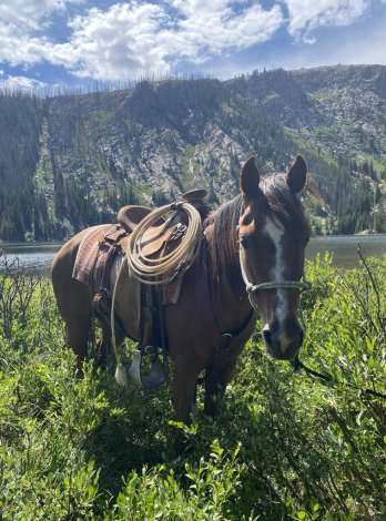 HorseID: 2319360 Lenas High On Pepto - PhotoID: 1106639