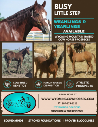 Quarter Horse (Quarter Horse, Colt (under 4)) in Torrington, WY