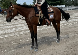 HorseID: 2319378 Big Chex Are Good - PhotoID: 1106656