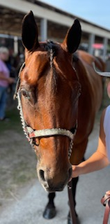 HorseID: 2319378 Big Chex Are Good - PhotoID: 1106657