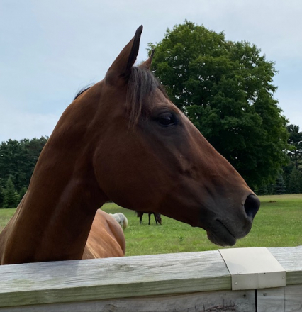 HorseID: 2319378 Big Chex Are Good - PhotoID: 1106658