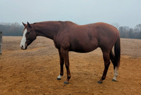 Thoroughbred (Thoroughbred, Mare) in Amboy, IL